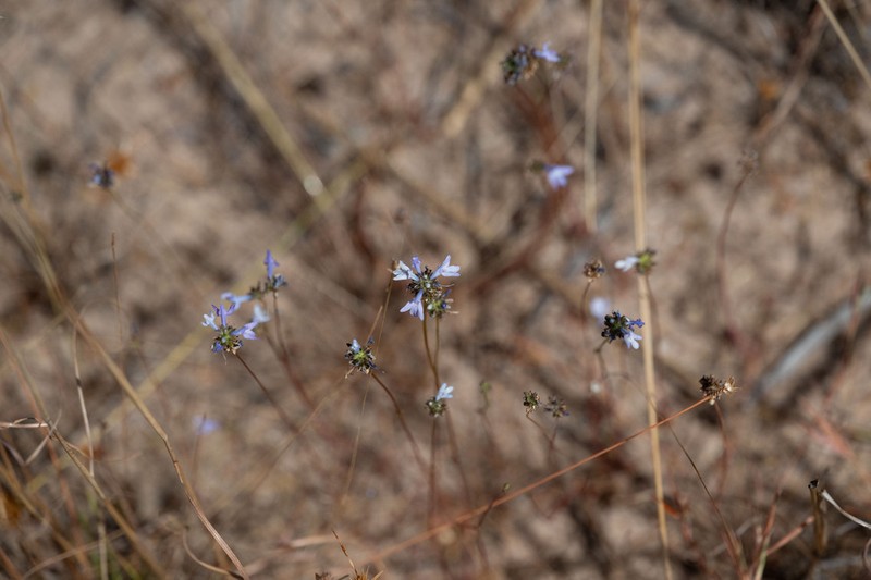 Lindernia dunlopii photo 6