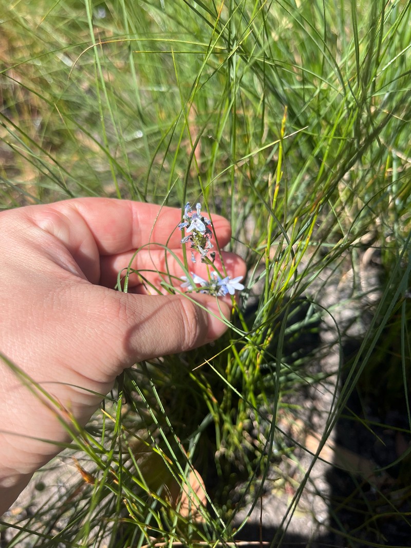 Lindernia dunlopii photo 7