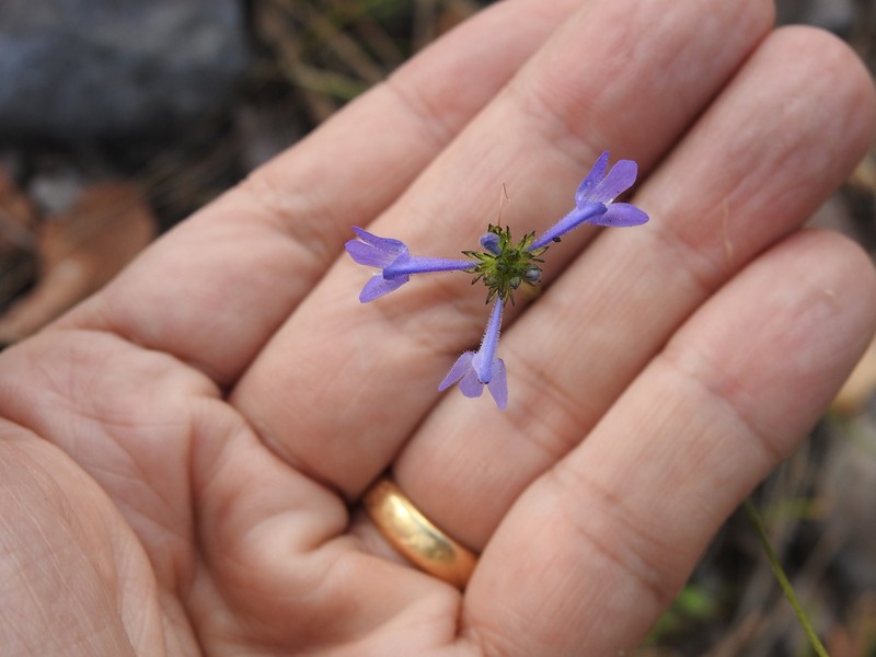 Lindernia dunlopii photo 8
