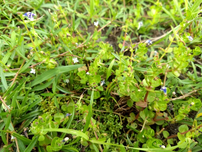 Savannah False Pimpernel