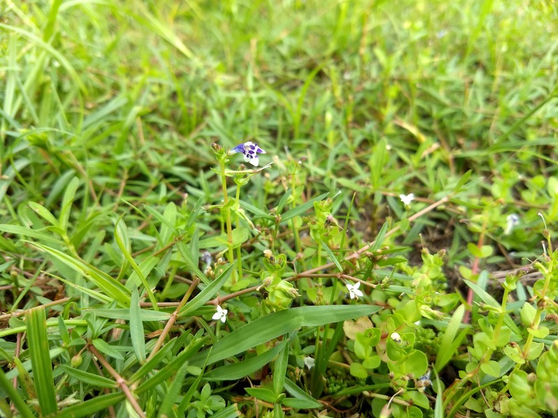 Savannah False Pimpernel photo 2