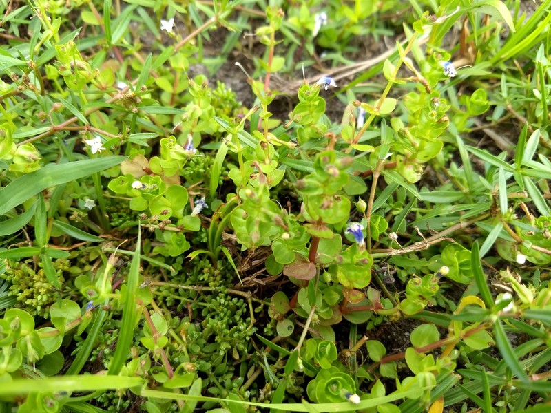 Savannah False Pimpernel photo 3