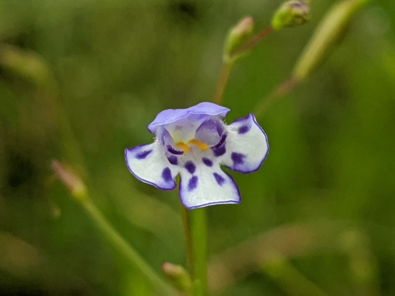 Savannah False Pimpernel