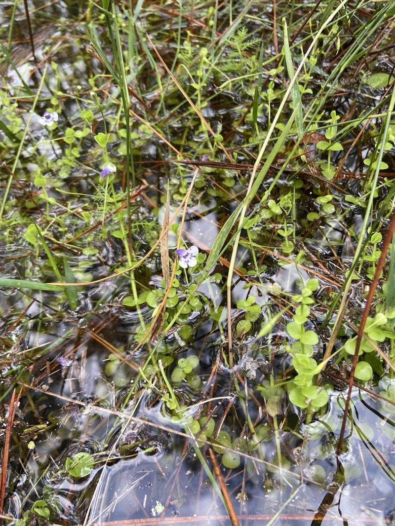 Savannah False Pimpernel photo 2
