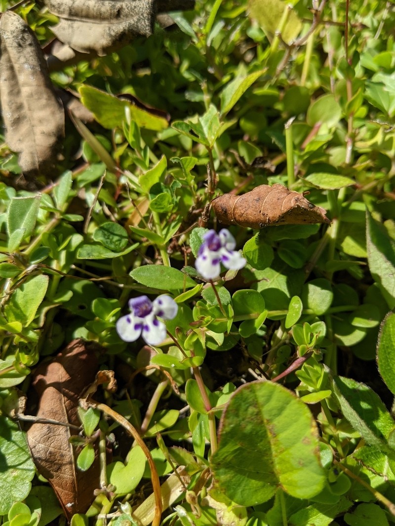 Savannah False Pimpernel photo 3