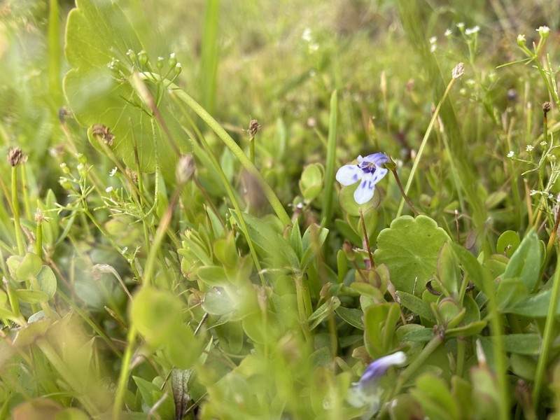 Savannah False Pimpernel photo 4