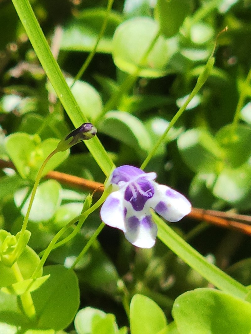 Savannah False Pimpernel photo 5