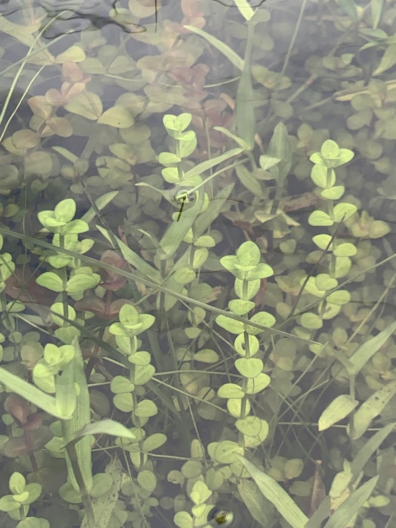 Savannah False Pimpernel photo 6