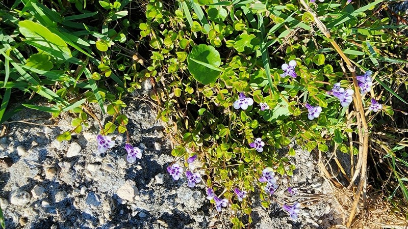 Savannah False Pimpernel photo 7