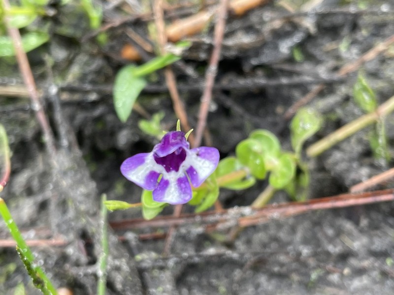 Savannah False Pimpernel photo 8