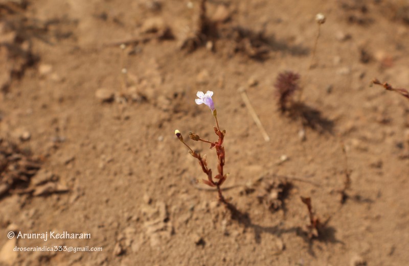 Lindernia madayiparensis