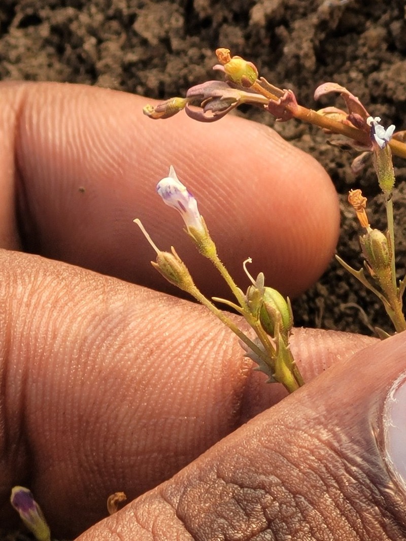 Lindernia madayiparensis photo 2