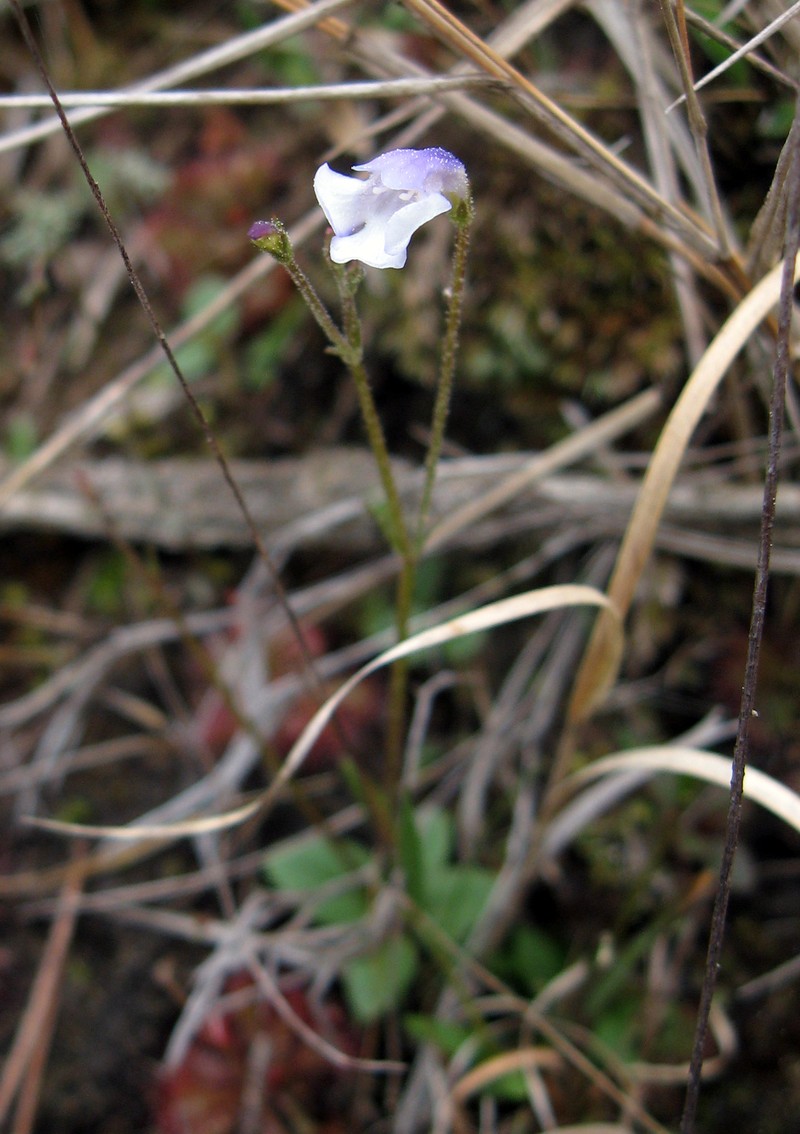 Piedmont False Pimpernel