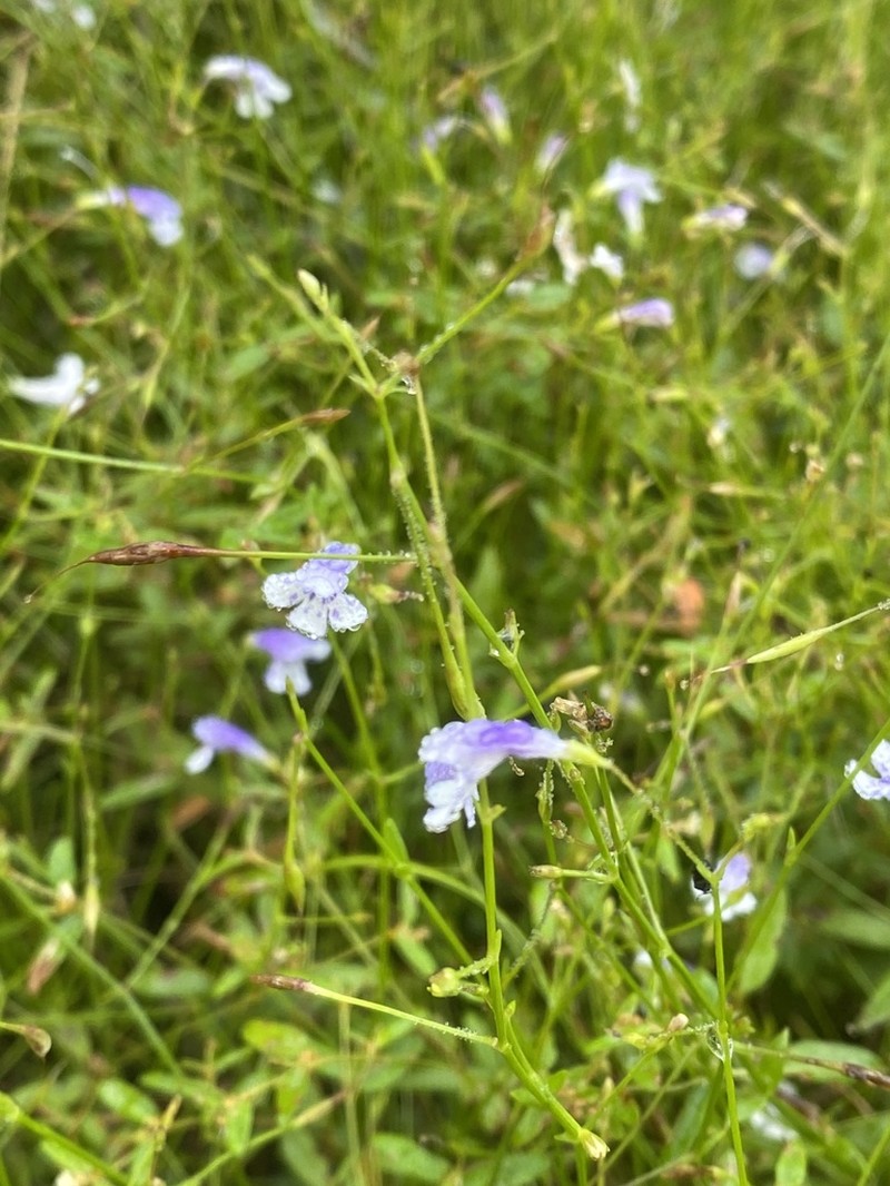 Piedmont False Pimpernel