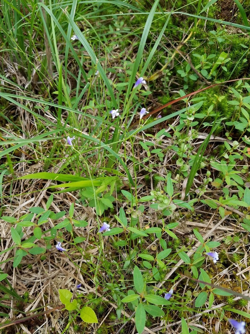 Piedmont False Pimpernel photo 2