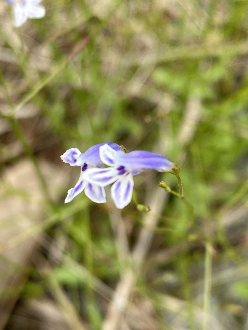 Piedmont False Pimpernel photo 3