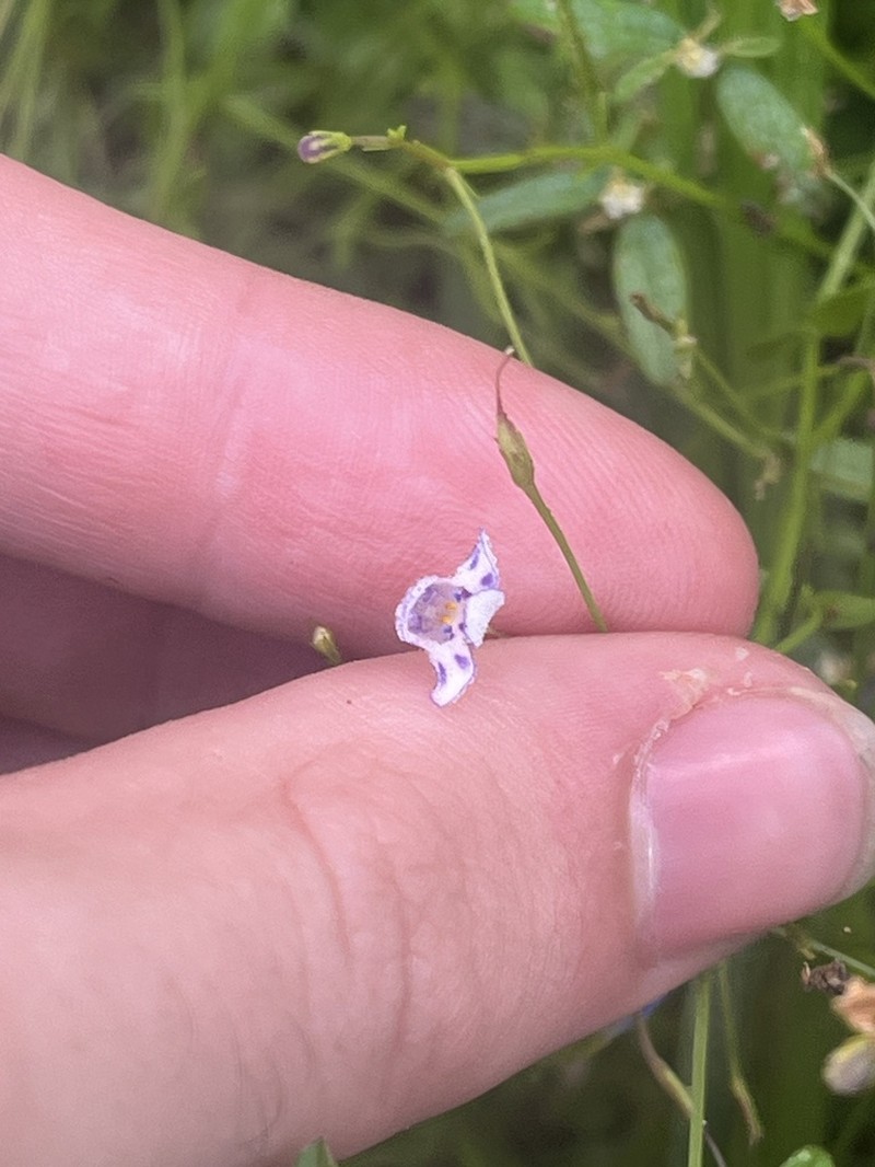 Piedmont False Pimpernel photo 4