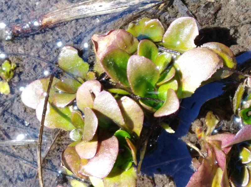 Piedmont False Pimpernel photo 5