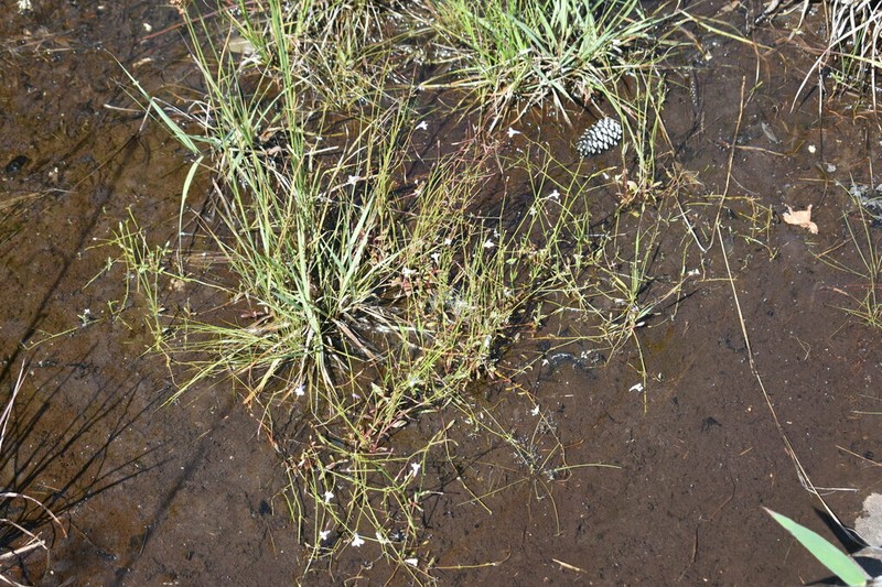 Piedmont False Pimpernel photo 6