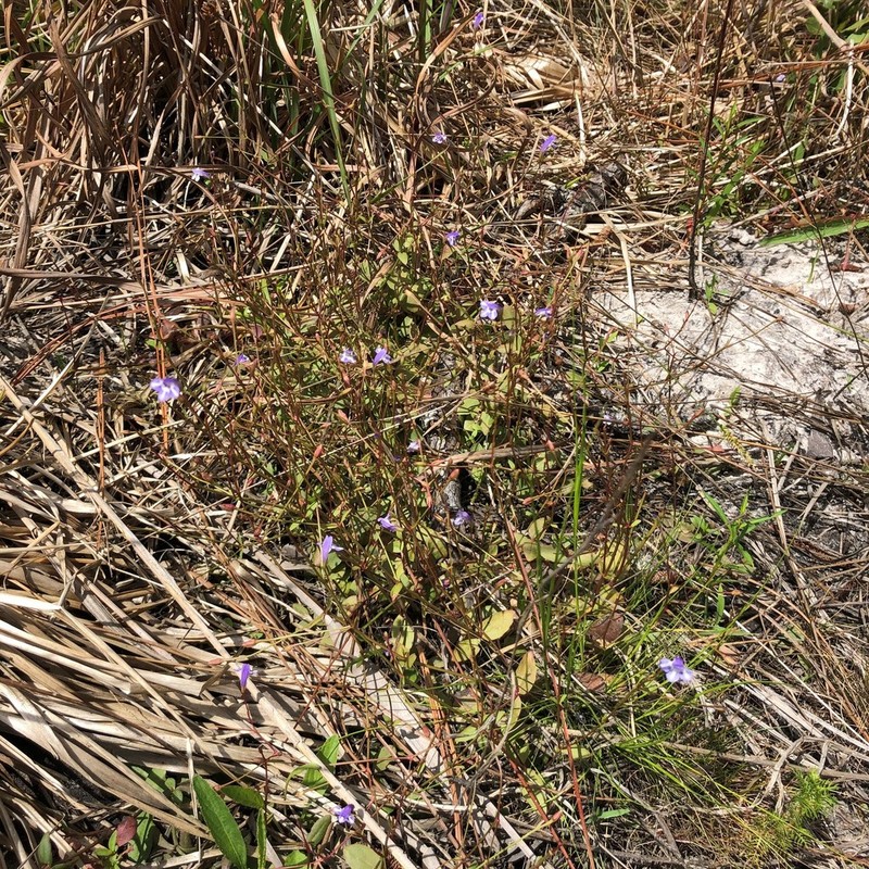 Piedmont False Pimpernel photo 7