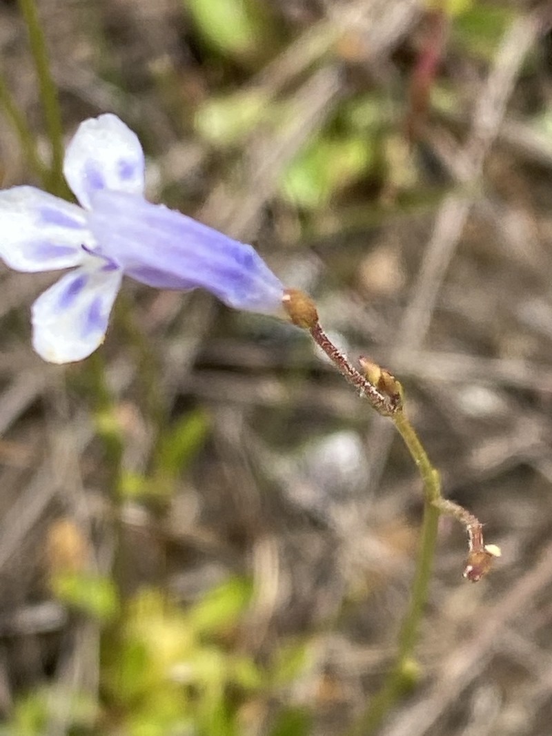 Piedmont False Pimpernel photo 8