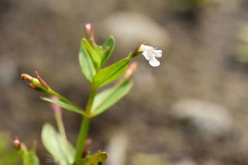 Prostrate False Pimpernel photo 4