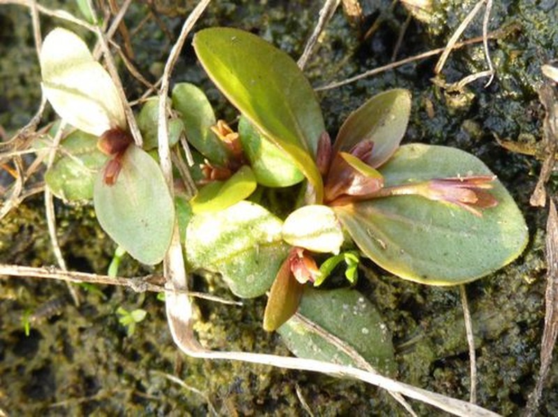 Prostrate False Pimpernel photo 5