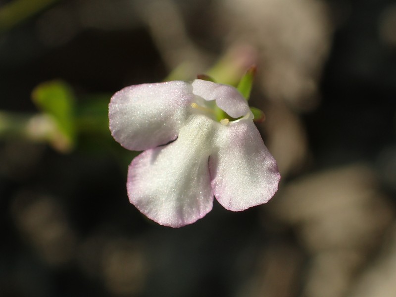 Prostrate False Pimpernel photo 2