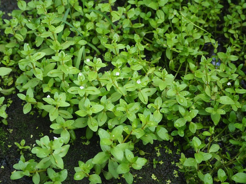 Prostrate False Pimpernel photo 3