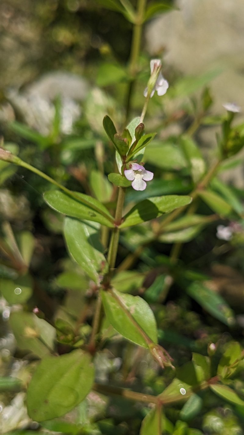 Prostrate False Pimpernel photo 6
