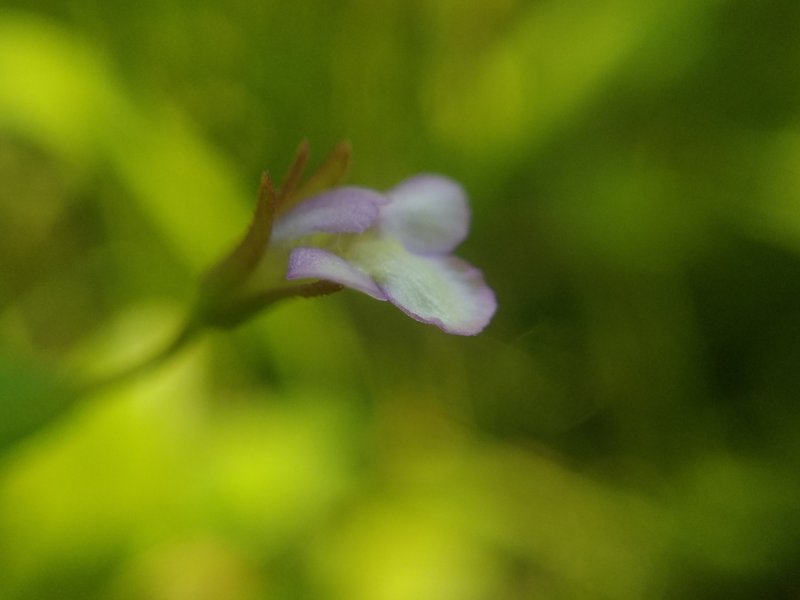 Prostrate False Pimpernel photo 7