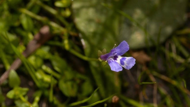 Lindernia prolata
