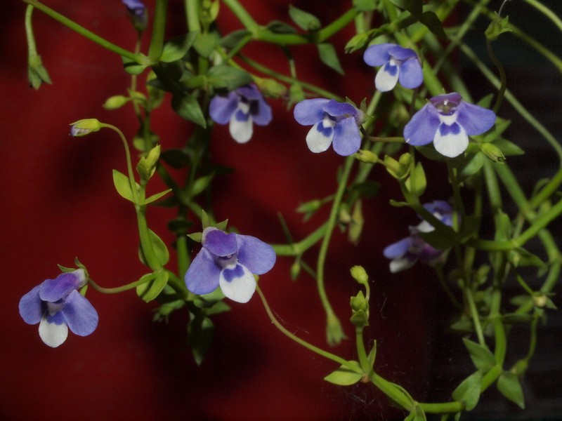 Lindernia prolata photo 2