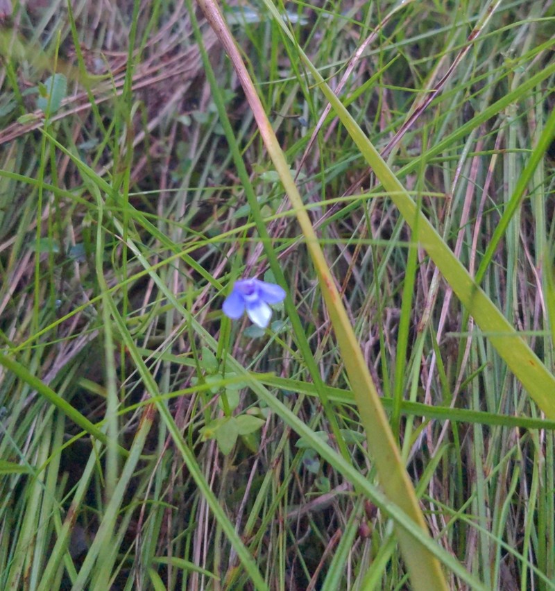 Lindernia prolata photo 3