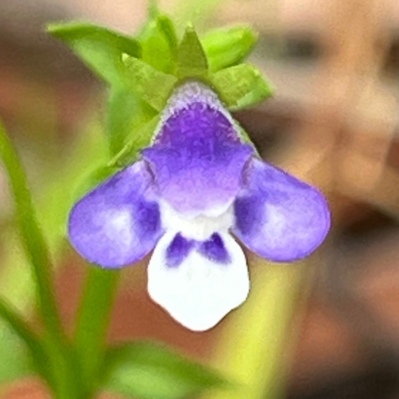 Lindernia prolata photo 4