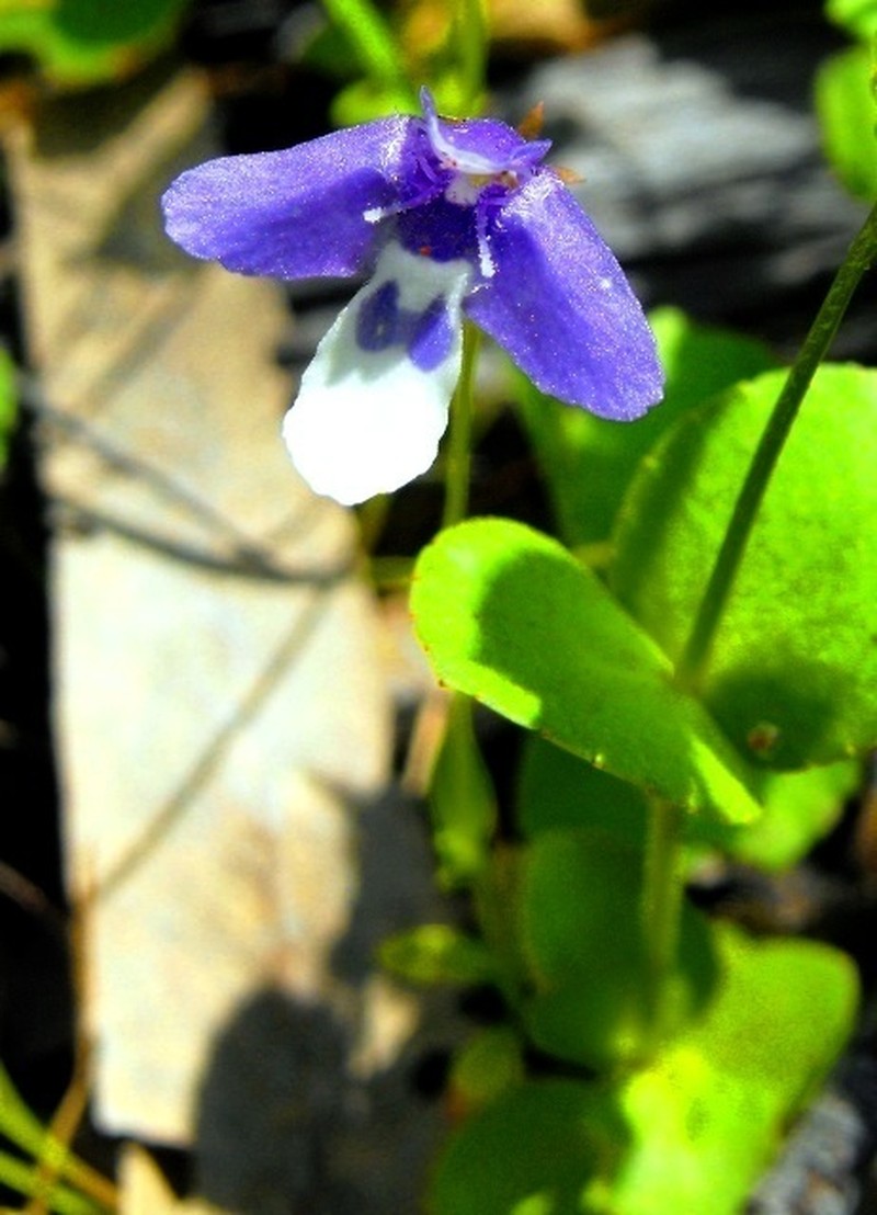 Lindernia prolata photo 5