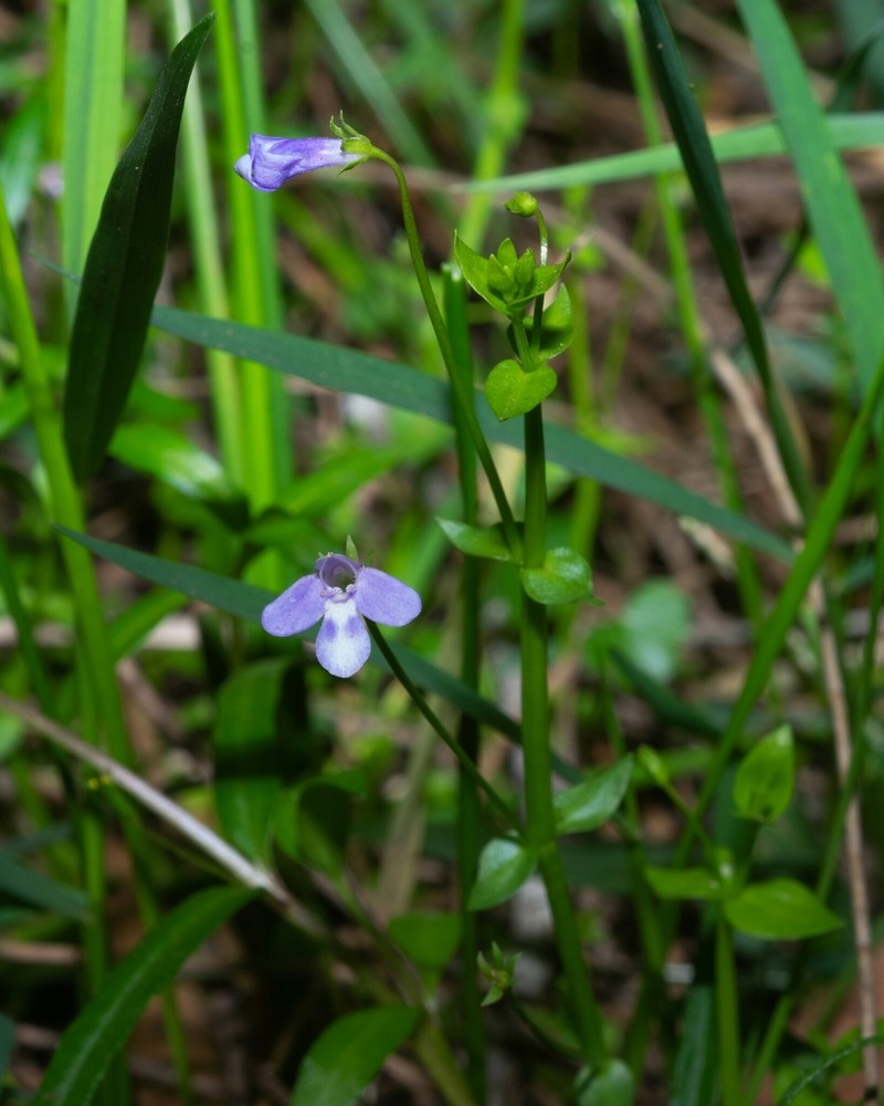 Lindernia prolata photo 6