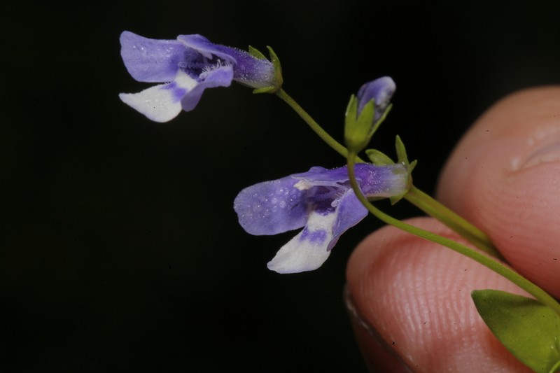 Lindernia prolata photo 8