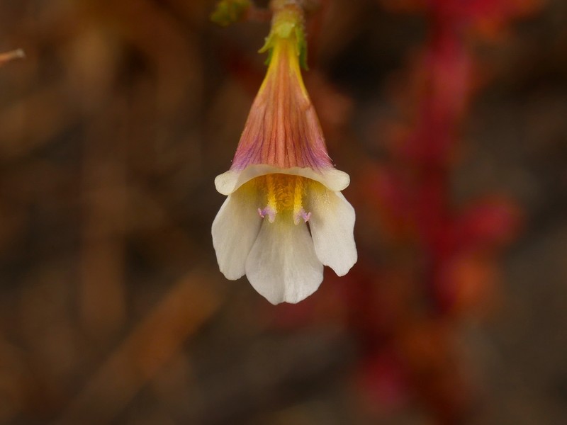 Lindernia pustulosa photo 2