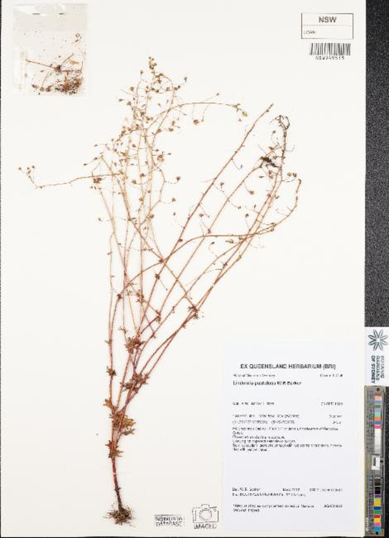 Lindernia pustulosa photo 3
