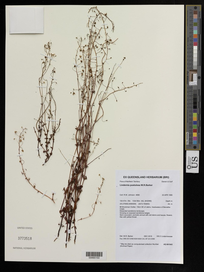 Lindernia pustulosa photo 4