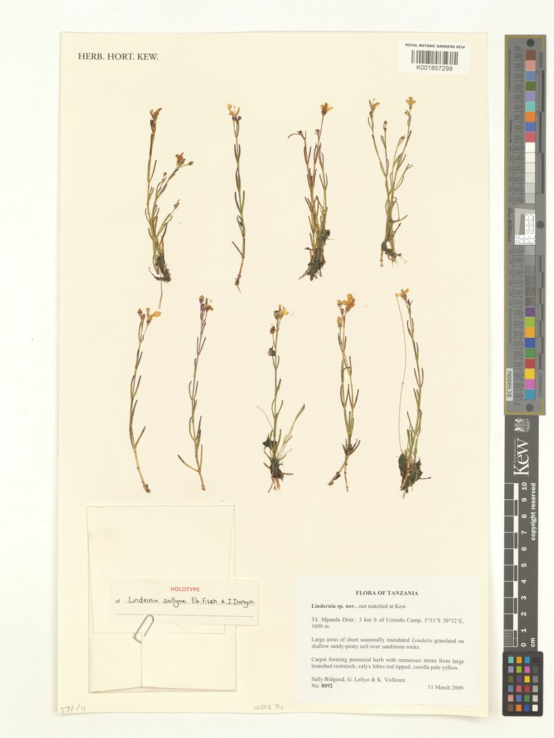 Lindernia sallyae