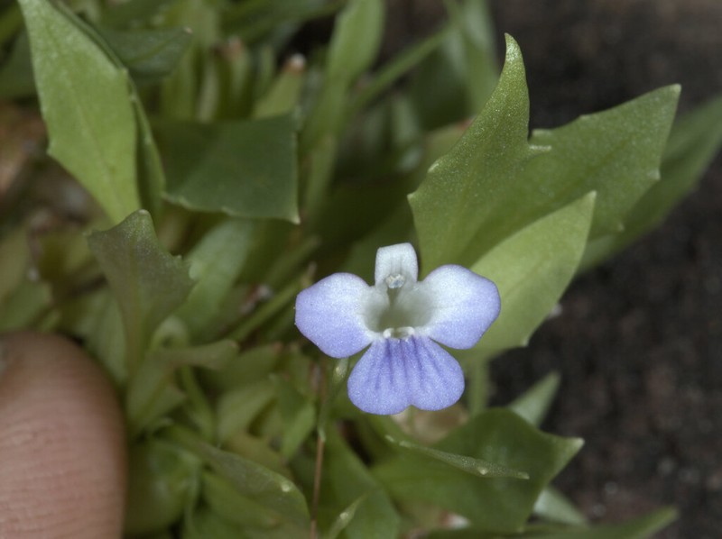 Lindernia scopularis