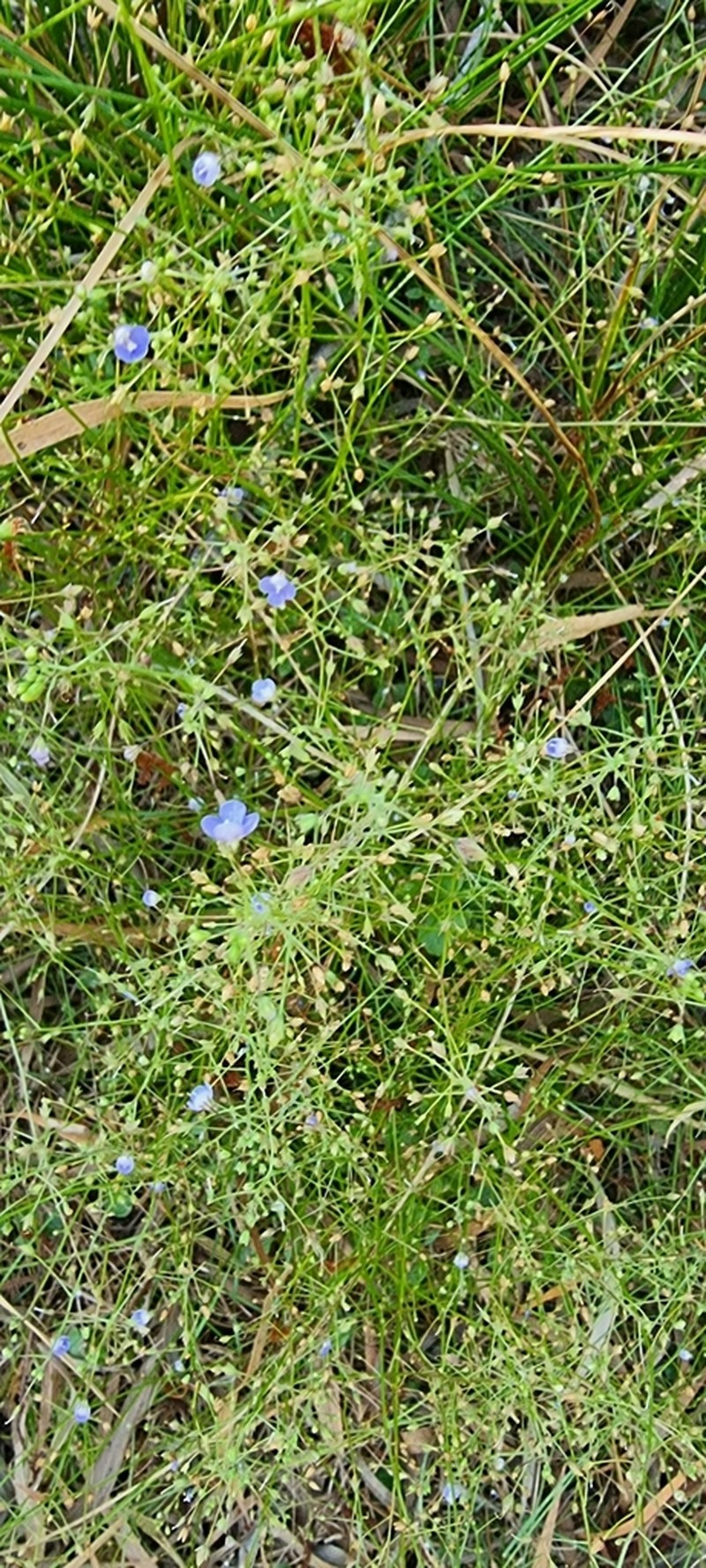 Lindernia scutellata