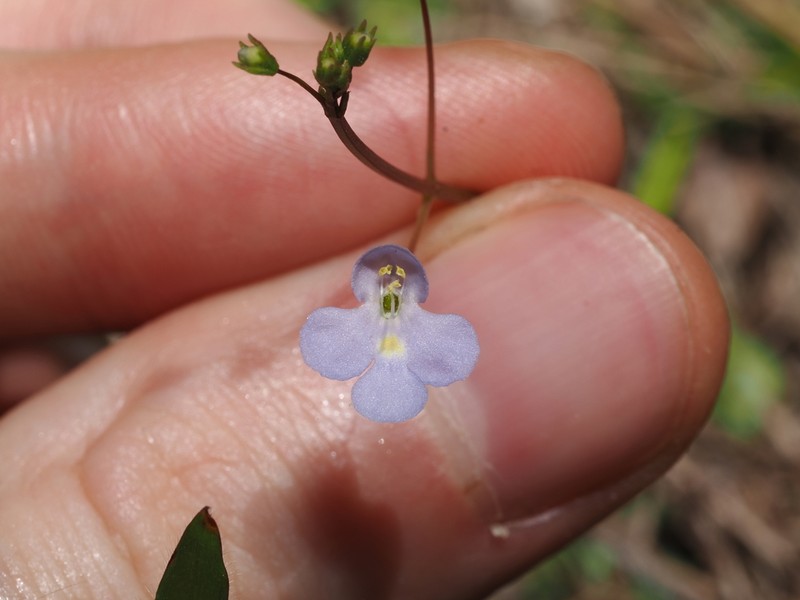 Lindernia scutellata photo 2