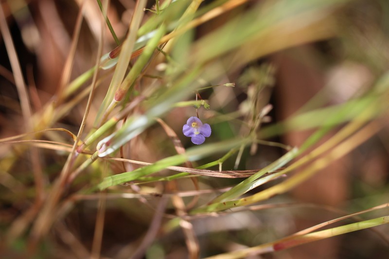 Lindernia scutellata photo 3