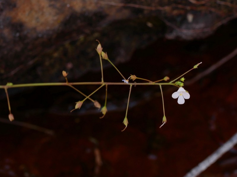Lindernia scutellata photo 4