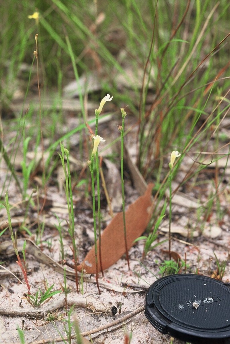 Lindernia stantonii