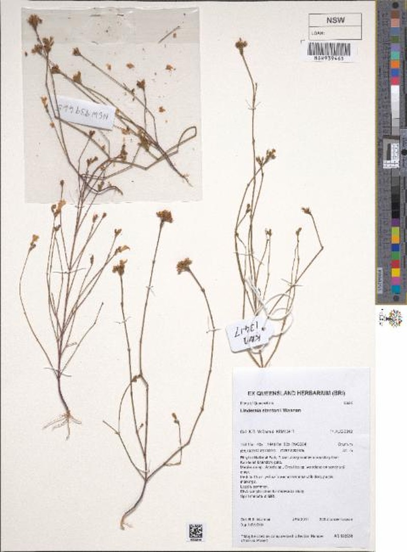 Lindernia stantonii photo 3