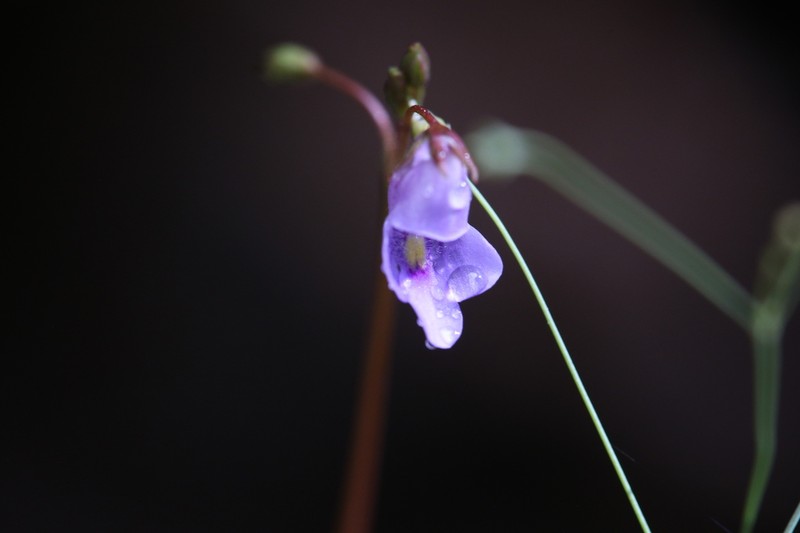 Lindernia thyridostoma